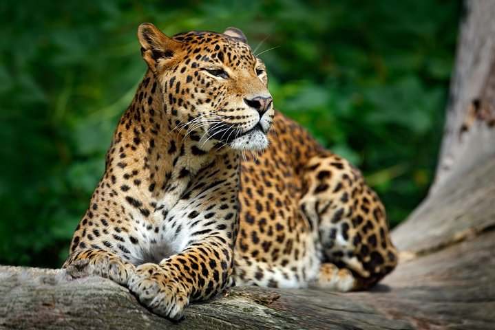 Leopard in Yala National Park